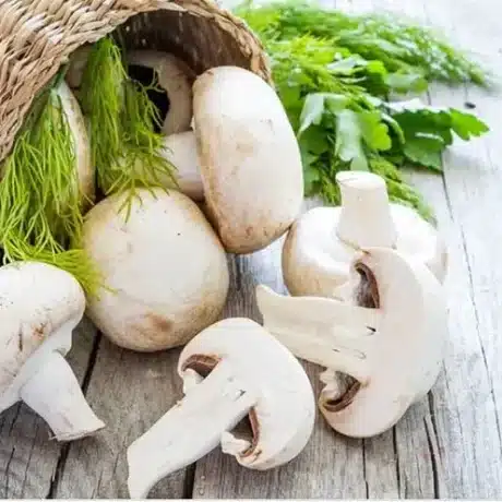 راهنمای کامل تشخیص قارچ خوراکی از سمی