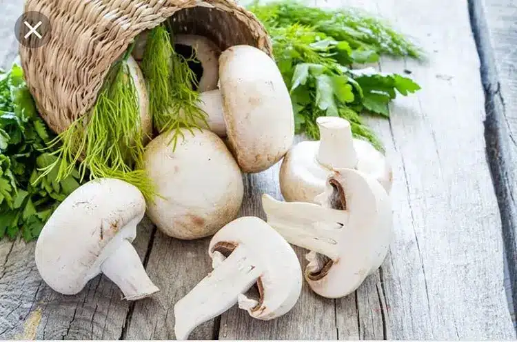 راهنمای کامل تشخیص قارچ خوراکی از سمی