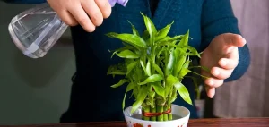 راهنمای کامل پرورش و نگهداری گل بامبو در خانه